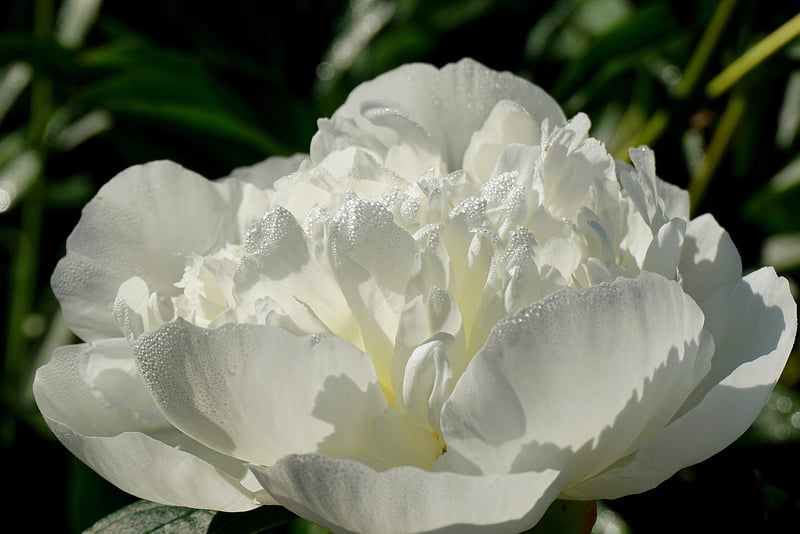 Gardening Flowers